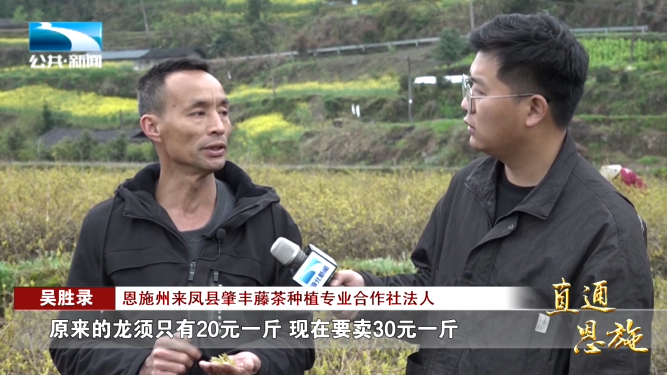 宣恩县富硒茶(恩施富硒茶硒含量)-硒宝网