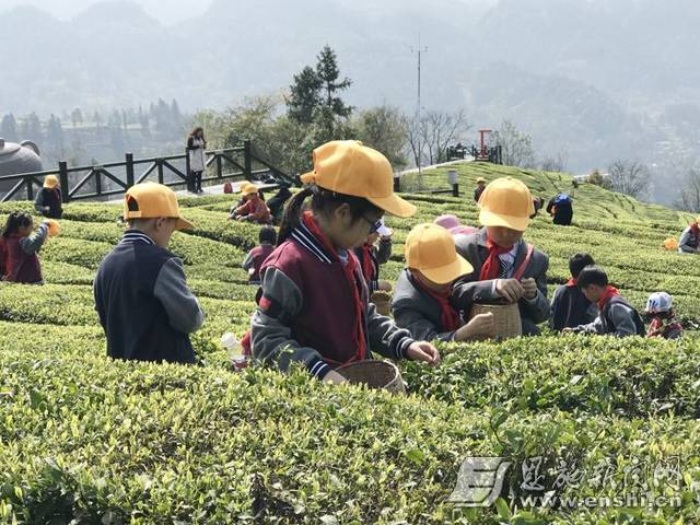 富硒茶伍家台(恩施硒茶伍家台贡茶多少钱一盒)-硒宝网