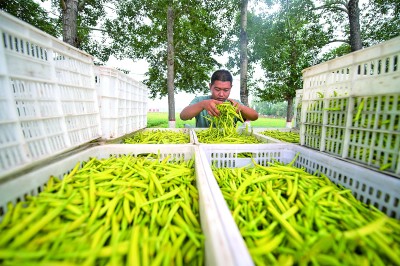 富硒茶顺口溜（茶顺口溜）-硒宝网