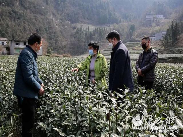 春独早富硒茶(富硒茶园)-硒宝网