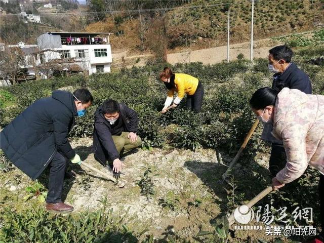 春独早富硒茶(富硒茶园)-硒宝网