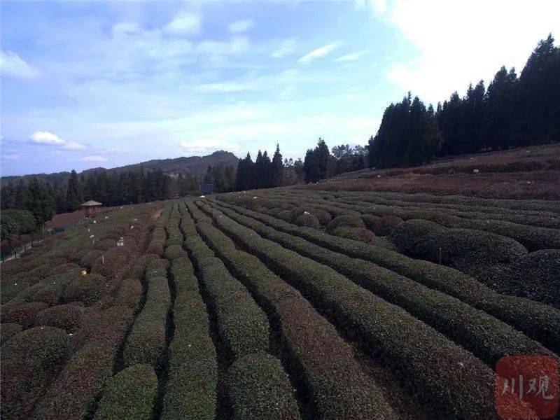 崖门镇富硒茶（富硒茶园）-硒宝网