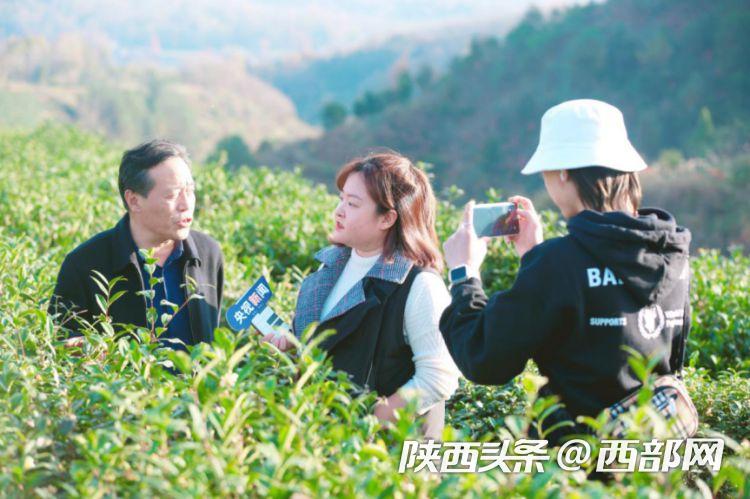 富硒茶紫阳县（紫阳富硒茶文化）-硒宝网