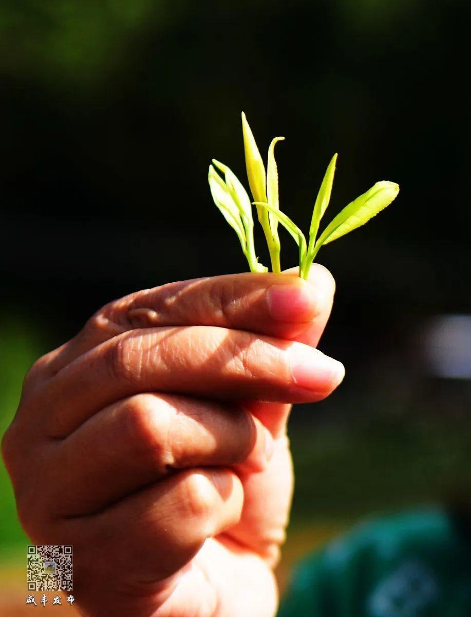 富硒茶主产区（富硒茶产品的市场分析）-硒宝网