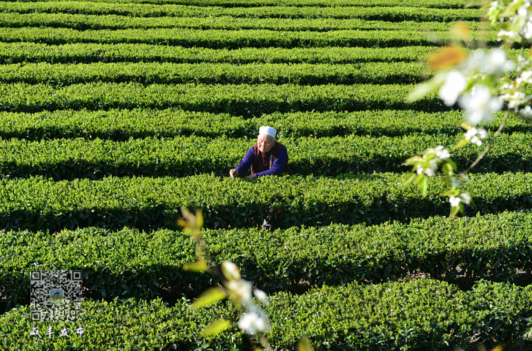 富硒茶主产区（富硒茶产品的市场分析）-硒宝网