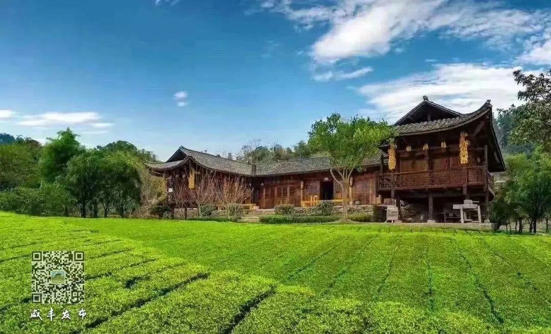 富硒茶主产区（富硒茶产品的市场分析）-硒宝网