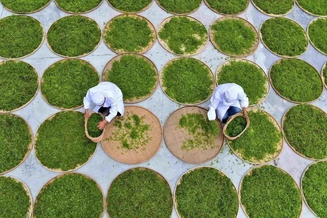 富硒茶主产区（富硒茶产品的市场分析）-硒宝网