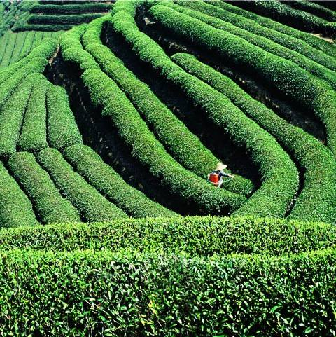 富硒金杞藤茶(富硒藤茶是传销吗)-硒宝网