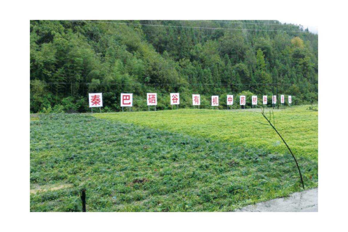 高新区富硒茶（富硒茶产业国内现状）-硒宝网