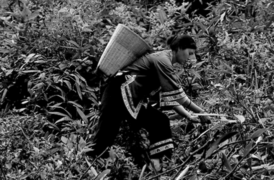 唐崖白富硒茶(富硒白茶价格)-硒宝网