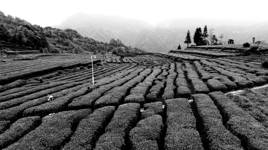 唐崖白富硒茶(富硒白茶价格)-硒宝网
