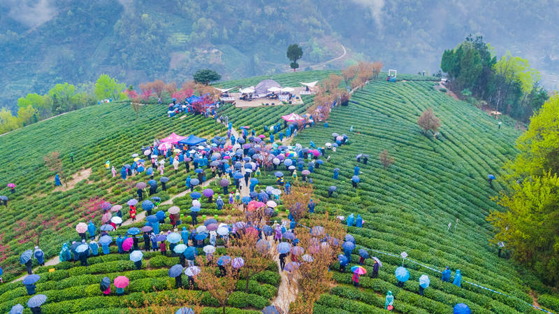 桐梓县富硒茶(贵州桐梓茶厂茶)-硒宝网