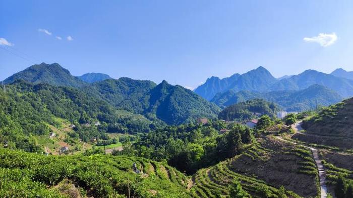 南宫市富硒茶(南宫山富硒茶价格)-硒宝网