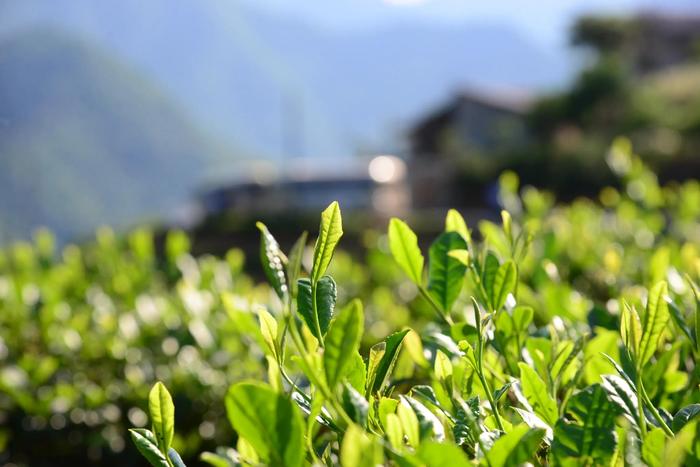 南宫市富硒茶(南宫山富硒茶价格)-硒宝网