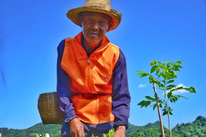 南宫市富硒茶(南宫山富硒茶价格)-硒宝网