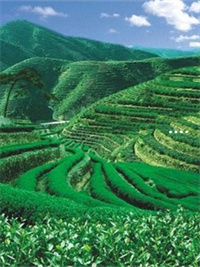 去哪买富硒茶(富硒茶口感)-硒宝网