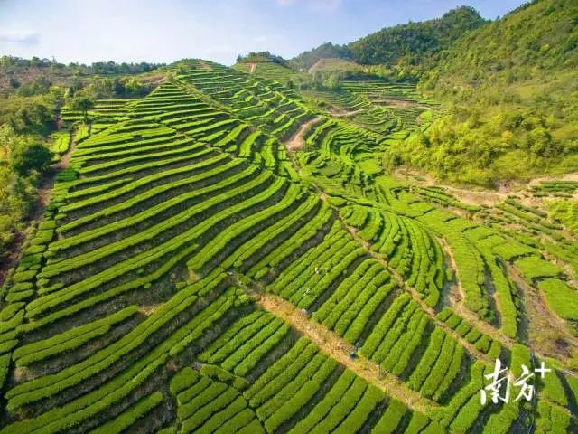 供销社富硒茶（富硒茶批发）-硒宝网