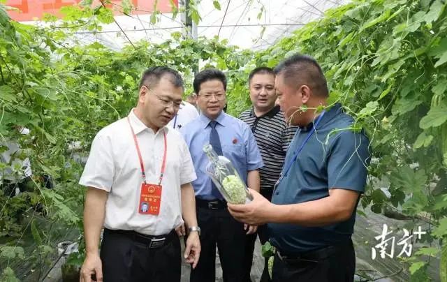 供销社富硒茶（富硒茶批发）-硒宝网