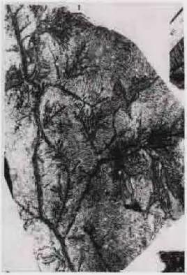 凤岗富锌硒茶(凤岗富硒茶价格)-硒宝网