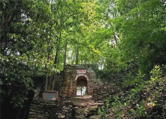 凤岗富锌硒茶(凤岗富硒茶价格)-硒宝网