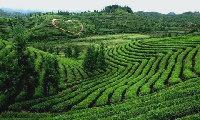 凤岗富锌硒茶(凤岗富硒茶价格)-硒宝网