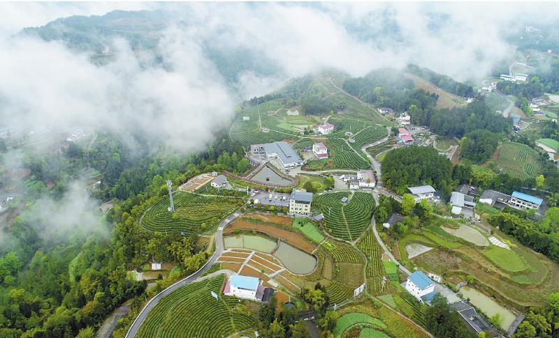 雀舌富硒贡茶（雀舌是贡茶吗）-硒宝网