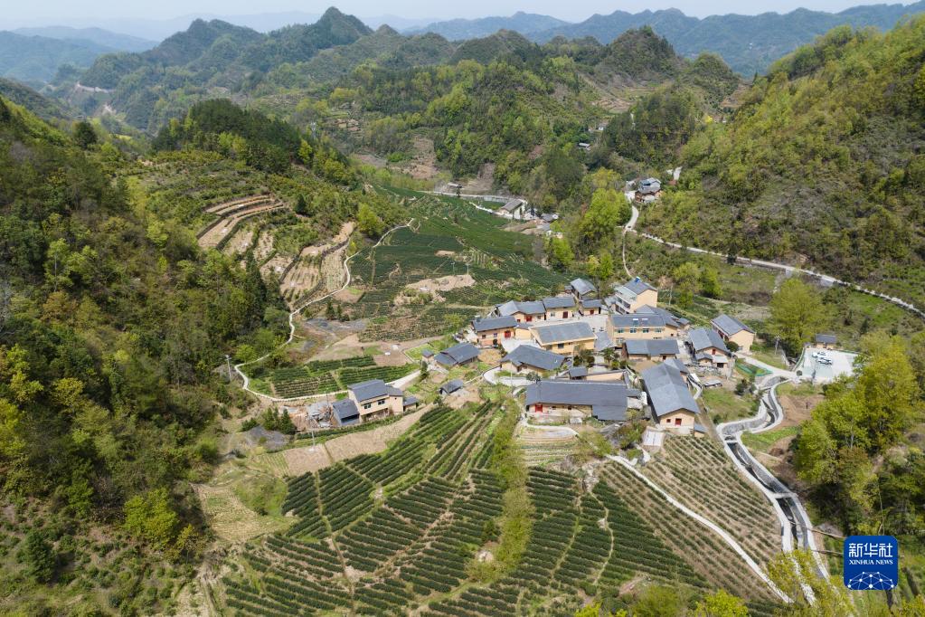 兴业县富硒茶(富硒茶园)-硒宝网