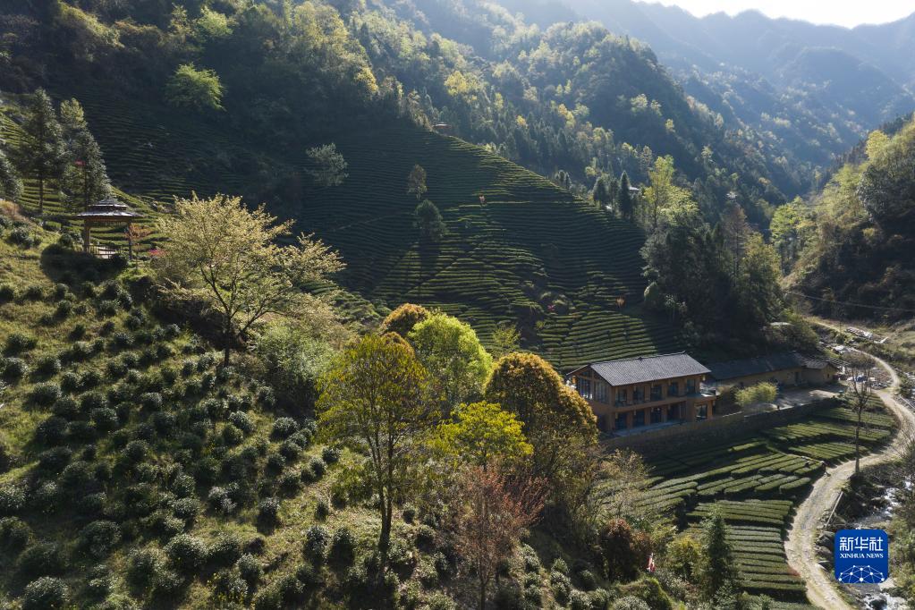 兴业县富硒茶(富硒茶园)-硒宝网