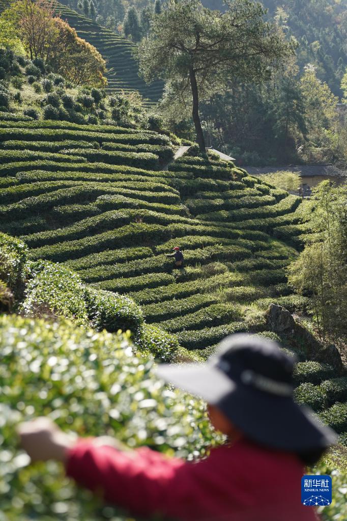 兴业县富硒茶(富硒茶园)-硒宝网