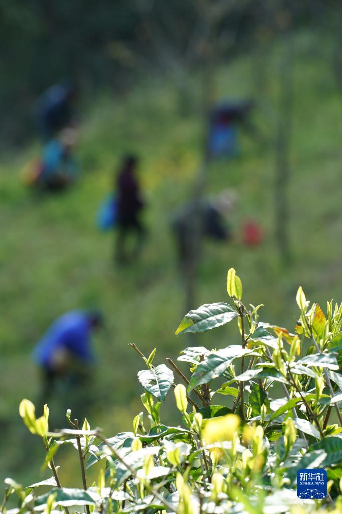 兴业县富硒茶(富硒茶园)-硒宝网