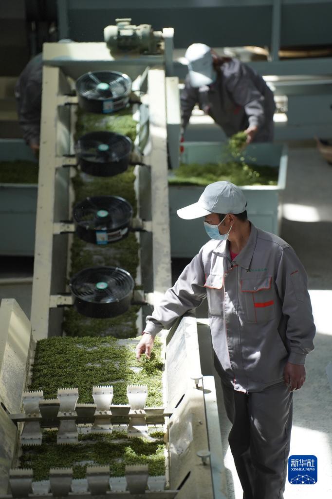 兴业县富硒茶(富硒茶园)-硒宝网