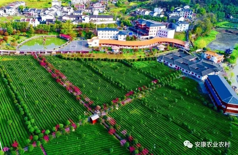 富硒茶年产值(富硒茶产业)-硒宝网