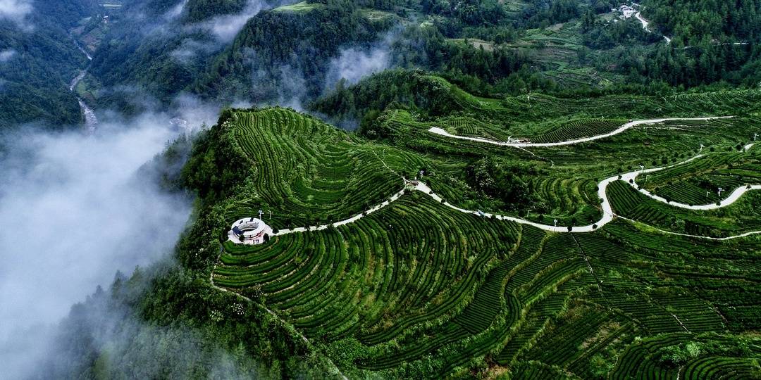 雀舌富硒贡茶（富硒贡芽茶怎么样）-硒宝网