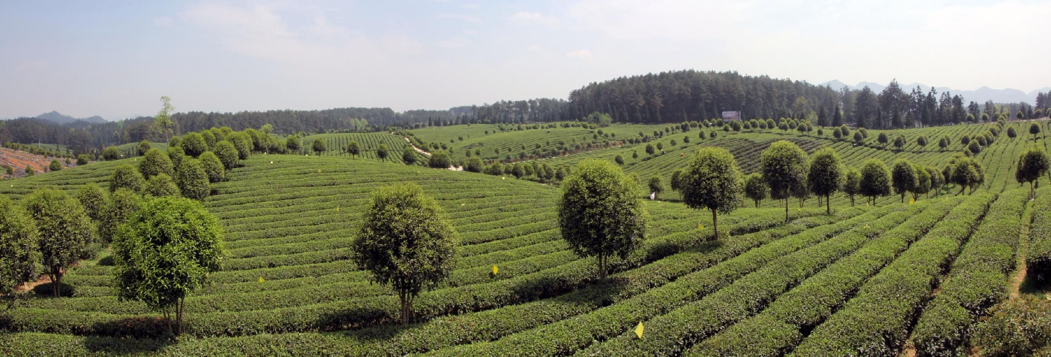 凤岗富锌硒茶（凤岗锌硒茶价格）-硒宝网