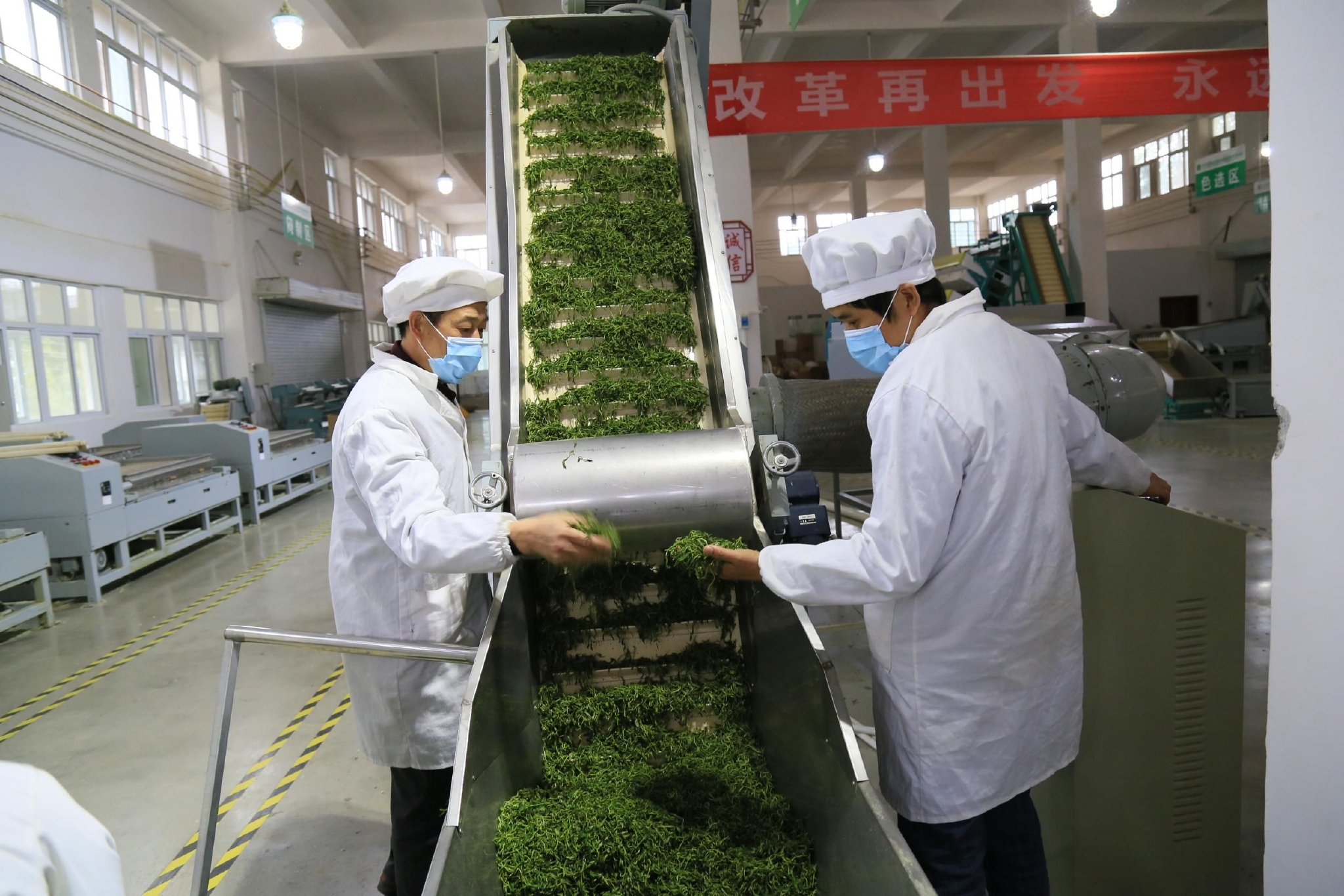 凤岗富锌硒茶（凤岗锌硒茶价格）-硒宝网