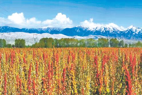 富硒绞般兰茶(绞般兰的功效)-硒宝网