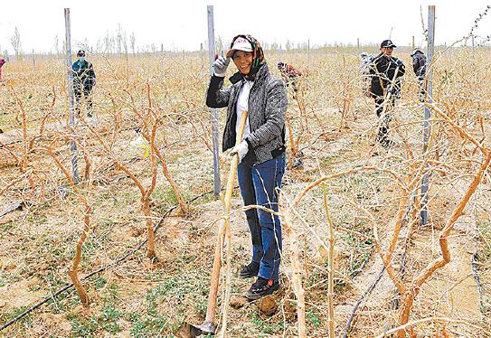 富硒绞般兰茶(绞般兰的功效)-硒宝网