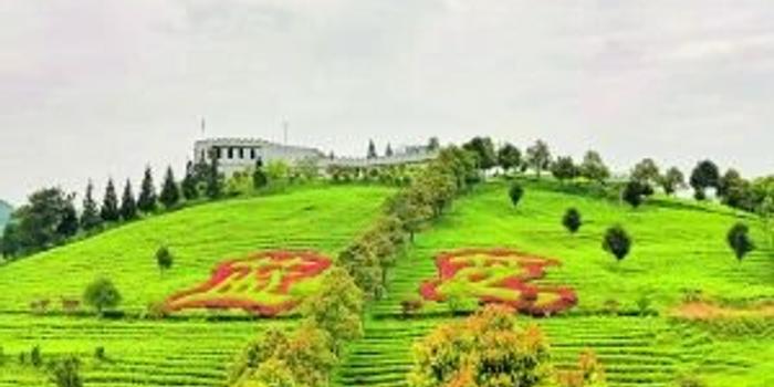 兴业县富硒茶(富硒茶产业)-硒宝网