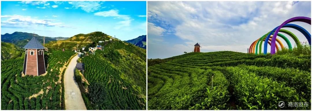 富硒龙井茶片（富硒茶和龙井茶哪个好）-硒宝网