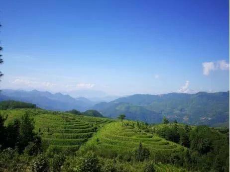 武夷山富硒茶（武阳富硒茶）-硒宝网