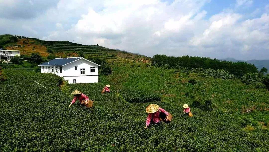 武夷山富硒茶（武阳富硒茶）-硒宝网