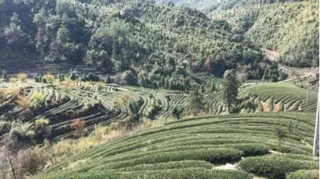 武夷山富硒茶（武阳富硒茶）-硒宝网