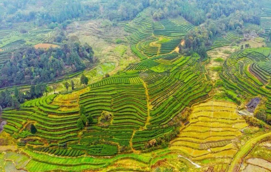 武夷山富硒茶（武阳富硒茶）-硒宝网