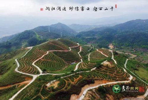 武夷山富硒茶（武阳富硒茶）-硒宝网