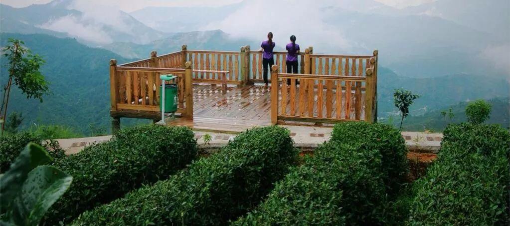 武夷山富硒茶（武阳富硒茶）-硒宝网