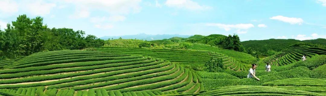 武夷山富硒茶（武阳富硒茶）-硒宝网