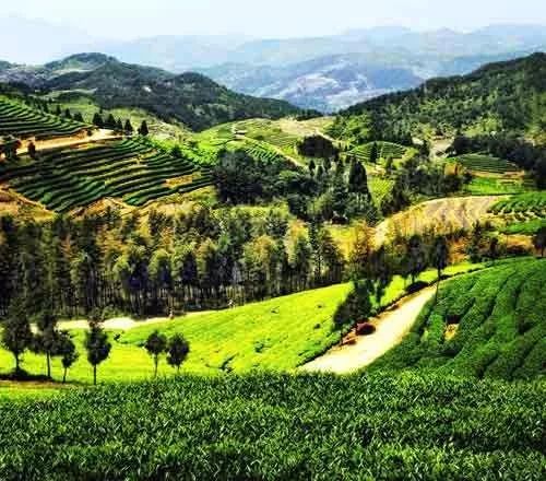 武夷山富硒茶（武阳富硒茶）-硒宝网