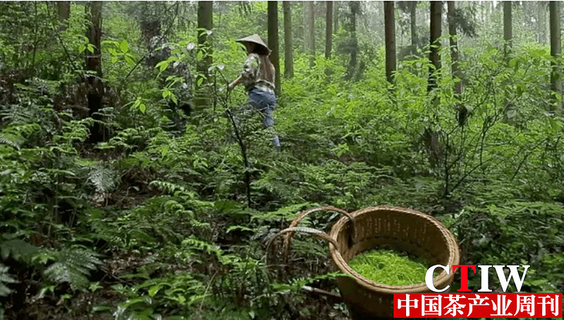 富硒茶的喝法(喝富硒茶能补硒吗)-硒宝网