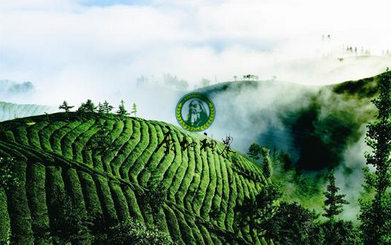 原生态富硒茶（原生茶业富硒茶）-硒宝网