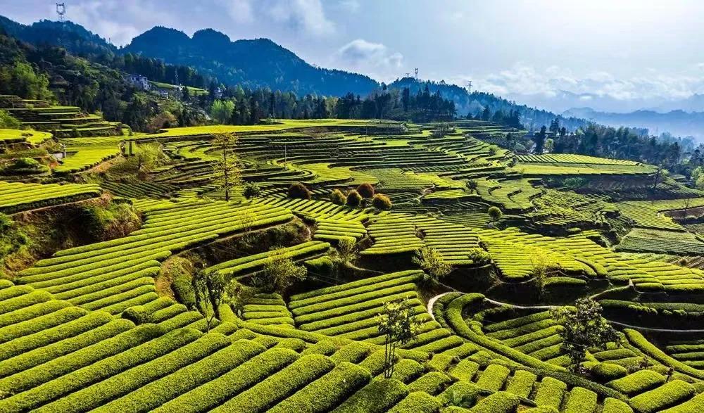 富硒茶年产值（富硒茶产业国内现状）-硒宝网